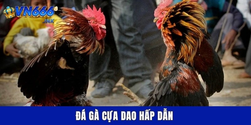 Đá gà cựa dao hấp dẫn