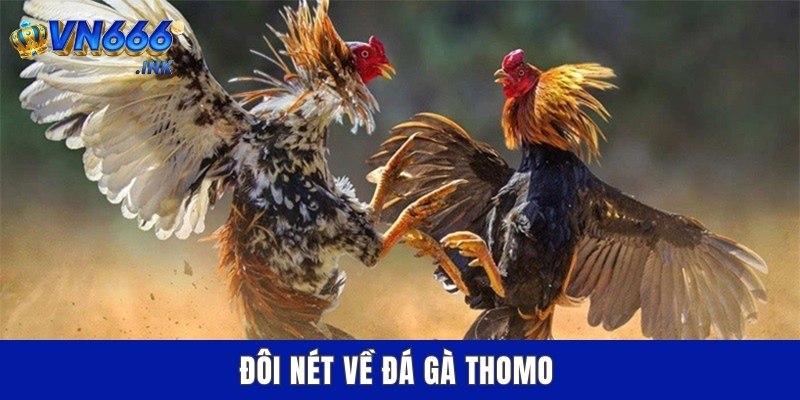 Đôi nét về đá gà thomo